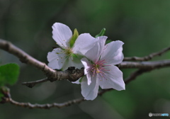 十月桜