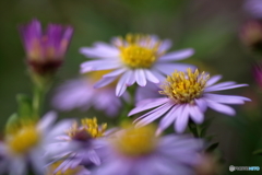 秋の花　小菊①