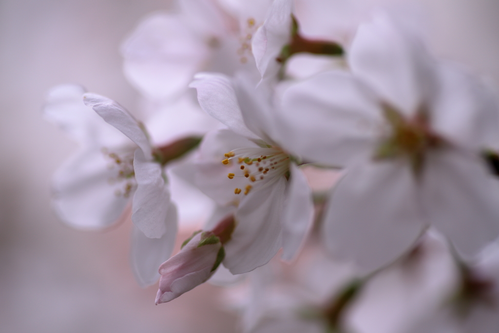 桜咲く