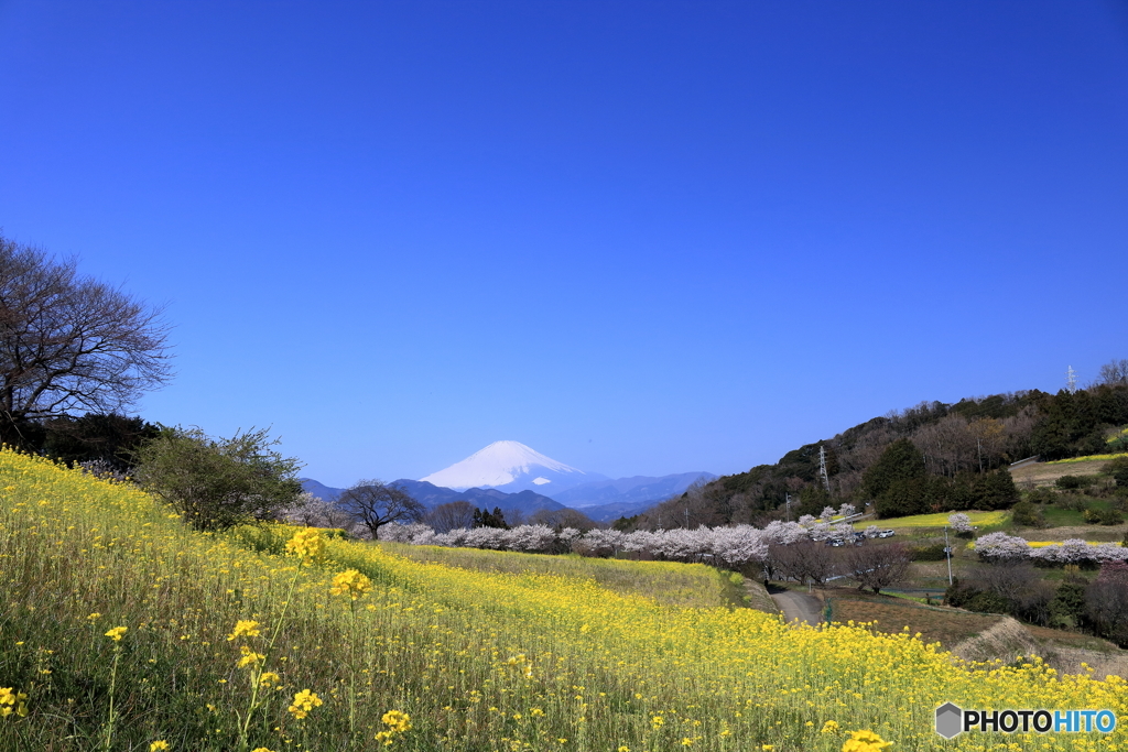 春めき桜と菜の花と富士山