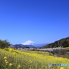 春めき桜と菜の花と富士山