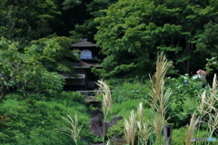 ススキと三溪園