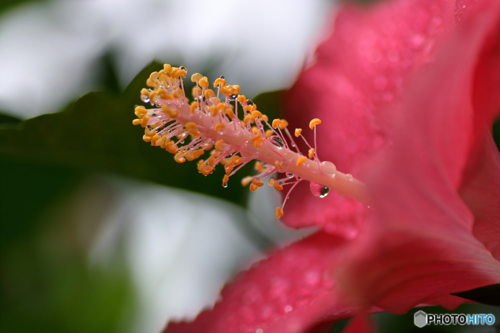 雨のハイビスカス１