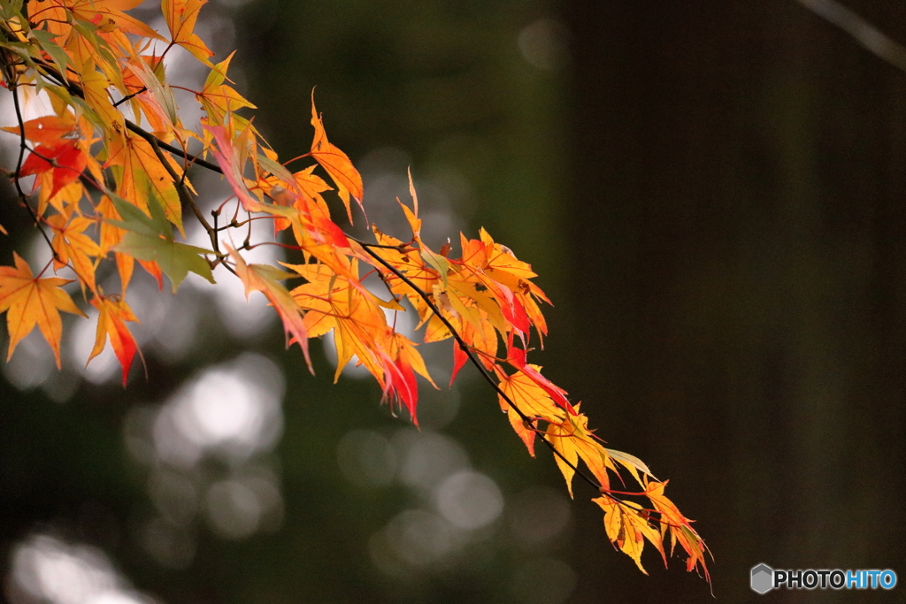 神社の紅葉②