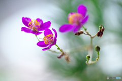 山野草 夏はなび