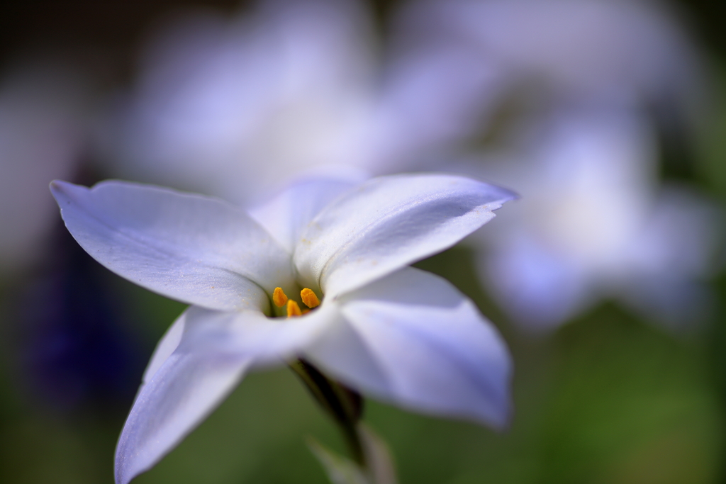 花便り　ハナニラ