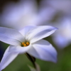 花便り　ハナニラ