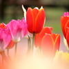 チューリップ
