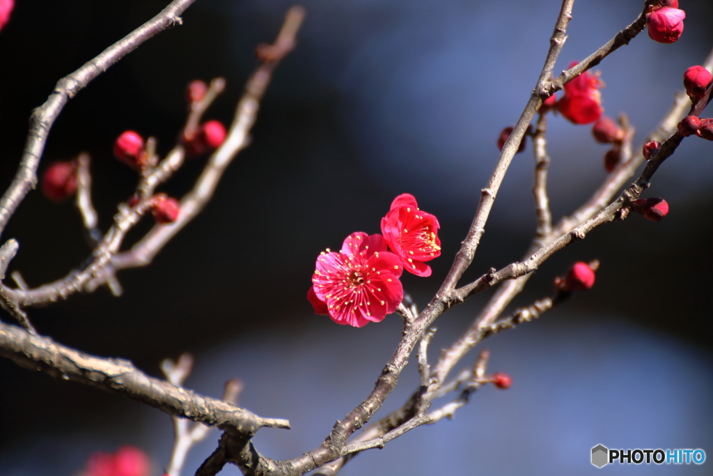 紅梅