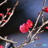 紅梅