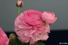 ラナンキュラス