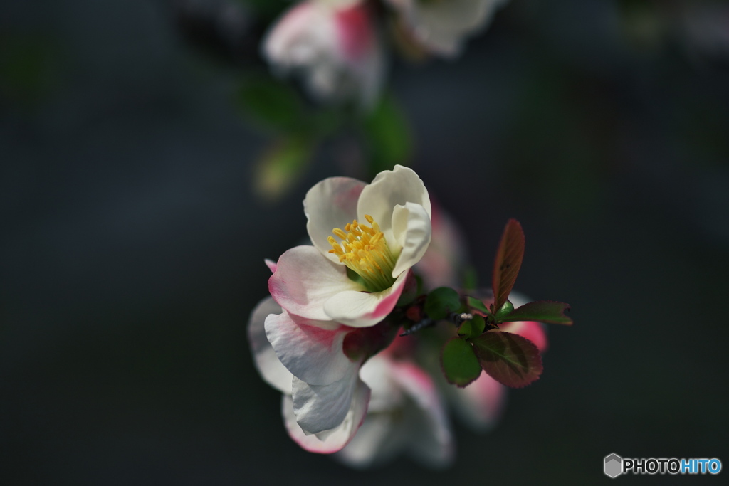 木瓜