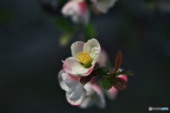 木瓜