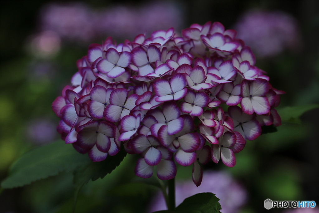 紫陽花③