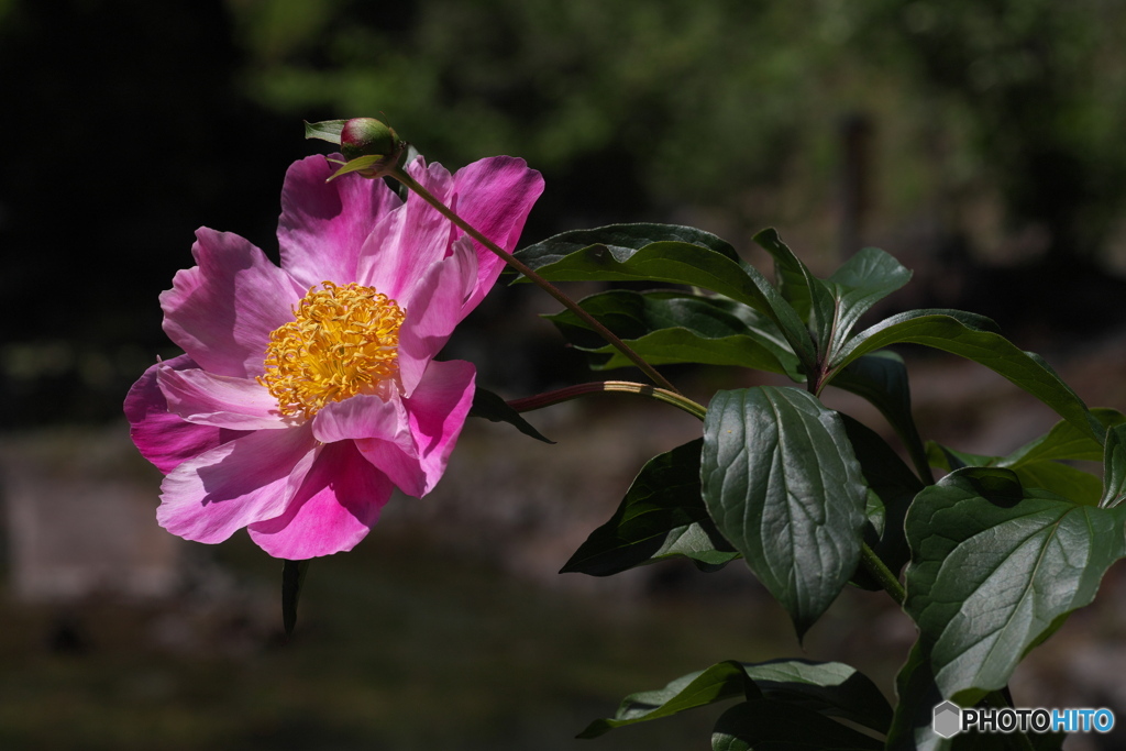 芍薬②