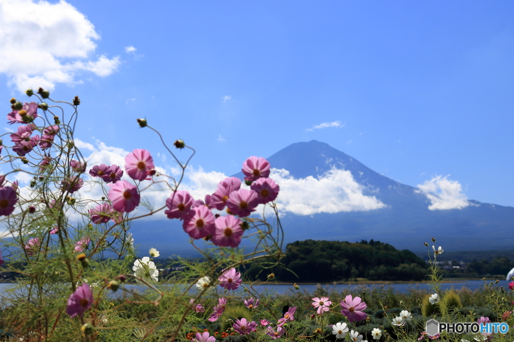 富士山と秋桜