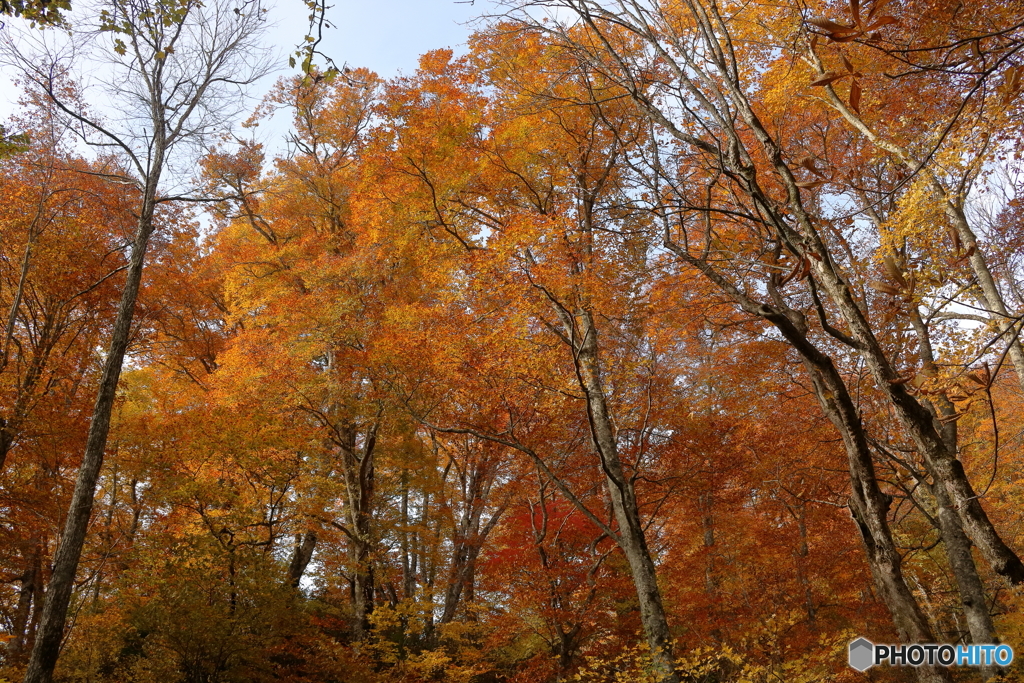 戸隠の紅葉