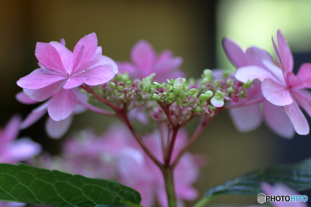 ４月の紫陽花１