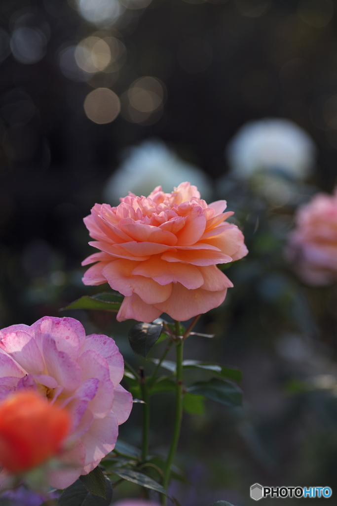 秋薔薇