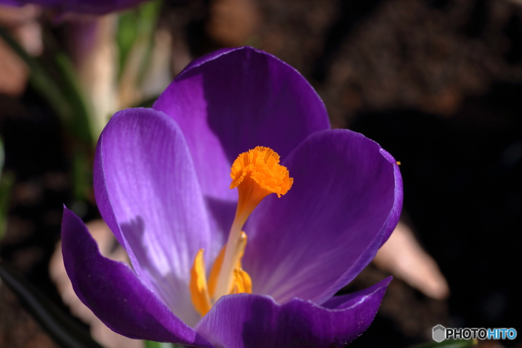 春の花　クロッカス①