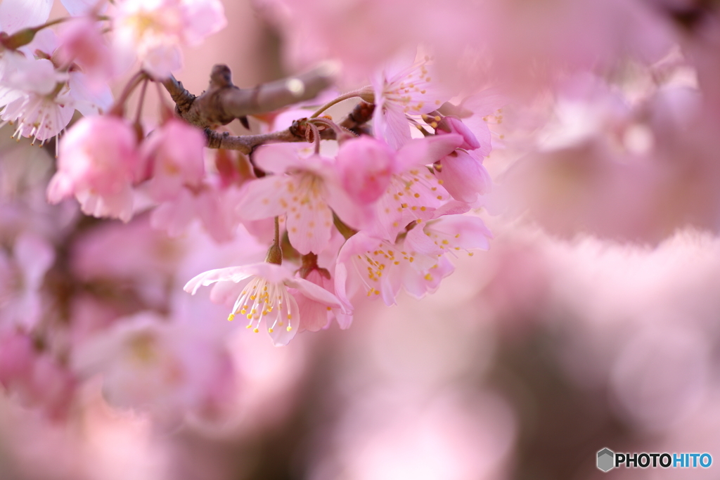 春めき桜③