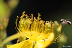 黄金の花へようこそ・・