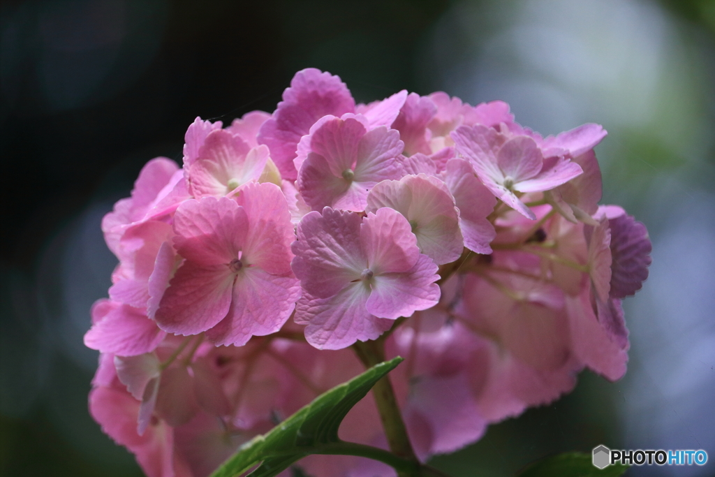 山に咲く紫陽花