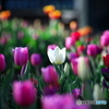 冬の花壇
