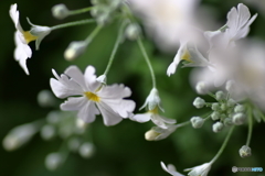 春の花