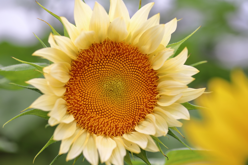 夏の花　ひまわり