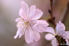 十月桜