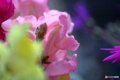 春の花　金魚草①