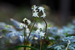 早春の花①