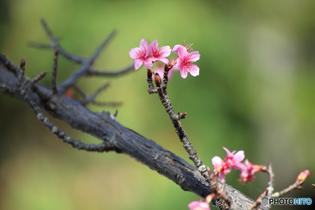 河津桜