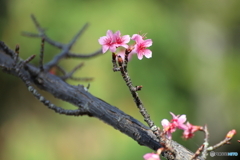 河津桜