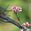 河津桜