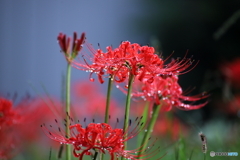 雨上がり・・・♪