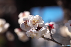 春の花便り