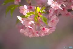 春の花便り⑥