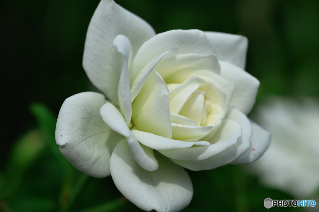 秋の薔薇②