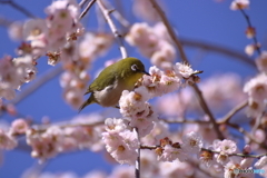 桃色の花の中で・・・♪