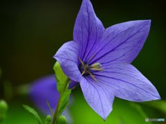桔梗の開花
