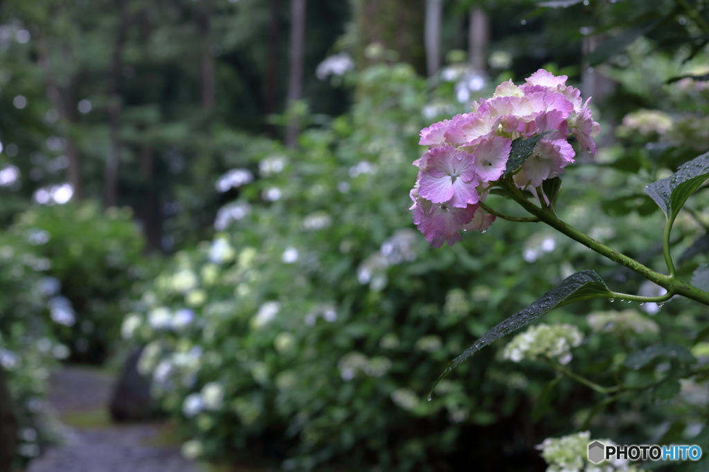 梅雨の花　⑤