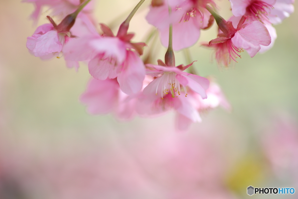 桜まじ