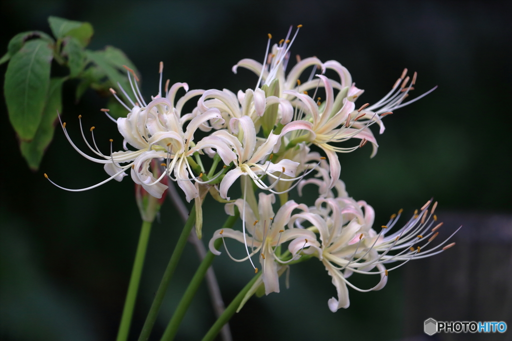 白花曼珠沙華