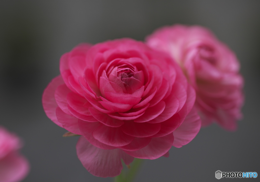 春の花達④