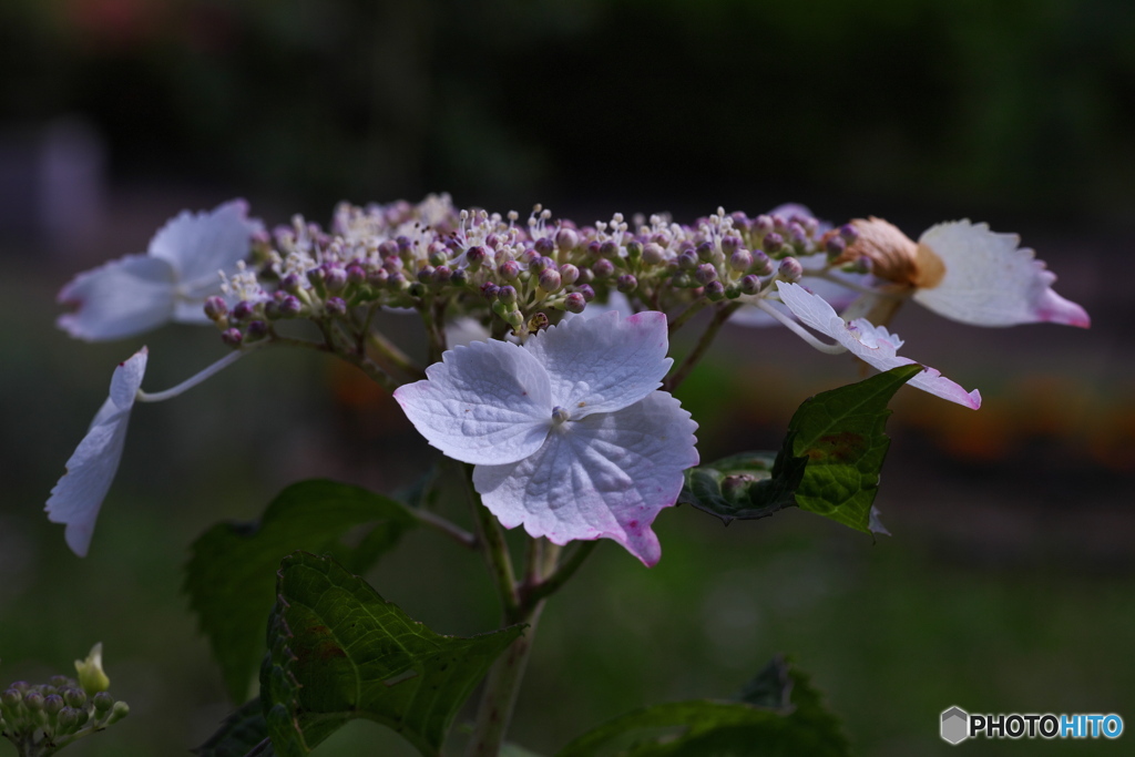 紫陽花の季節その5