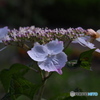 紫陽花の季節その5