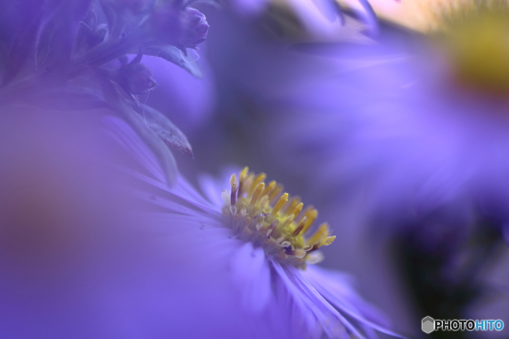 紫色の小菊