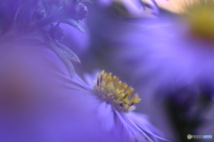 紫色の小菊